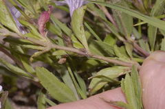 Dyschoriste microphylla