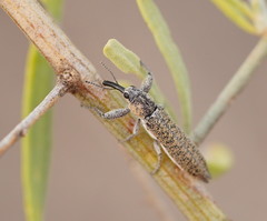 Belidae