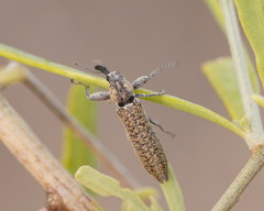 Belidae