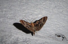 Chloroclystis lichenodes