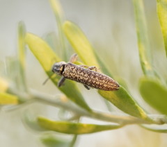 Belidae