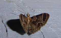 Chloroclystis lichenodes