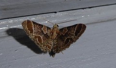 Chloroclystis lichenodes