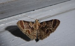 Chloroclystis lichenodes