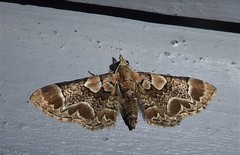 Chloroclystis lichenodes