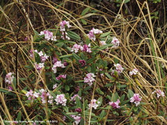 Daphne tangutica