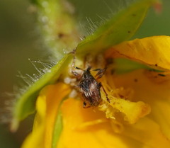 Austronanodes nigrovarius