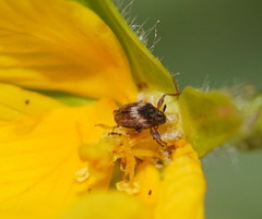 Austronanodes nigrovarius