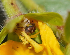 Austronanodes nigrovarius