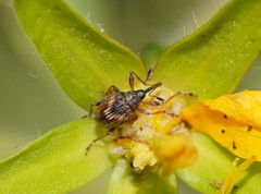 Austronanodes nigrovarius