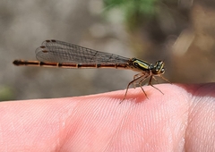 Xanthocnemis zealandica
