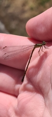 Xanthocnemis zealandica