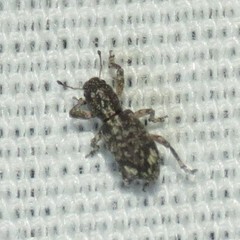 Pandeleteinus lucidillus