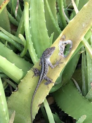 Anolis sagrei