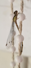 Xanthocnemis zealandica