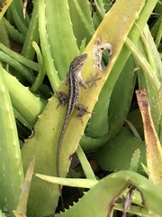Anolis sagrei