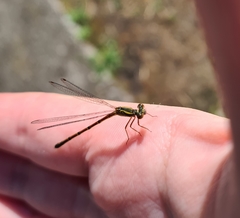Xanthocnemis zealandica