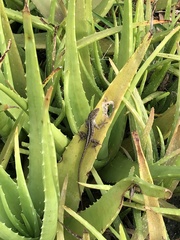 Anolis sagrei