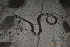 Leptodeira splendida ephippiata