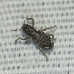 Pandeleteinus lucidillus