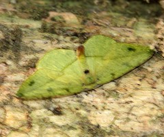 Omiza miliaria