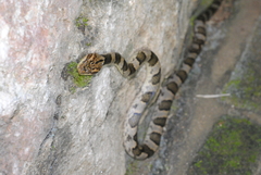Leptodeira splendida ephippiata