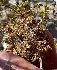 Cuscuta denticulata