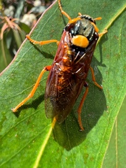Perga dorsalis