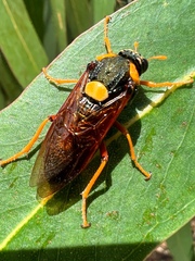 Perga dorsalis