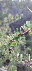 Berberis microphylla