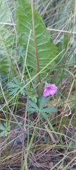 Geranium magellanicum