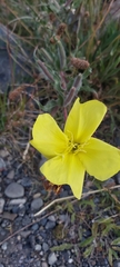 Oenothera odorata