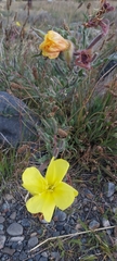 Oenothera odorata