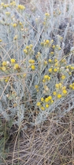 Senecio patagonicus