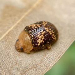 Paropsis aspera