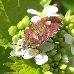 Dolycoris baccarum