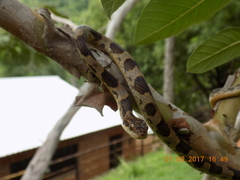 Leptodeira splendida ephippiata
