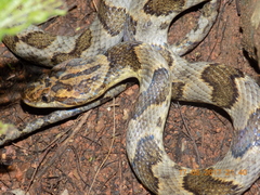 Leptodeira splendida ephippiata