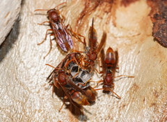 Polistes humilis humilis