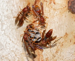 Polistes humilis humilis