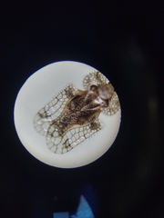 Corythucha