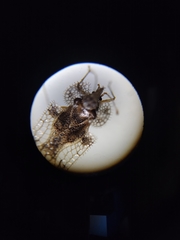 Corythucha