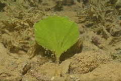 Udotea