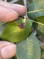 Callirhytis perfoveata