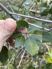 Callirhytis perfoveata