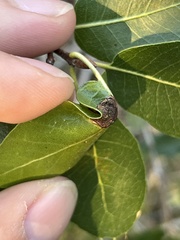 Callirhytis perfoveata