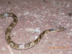 Leptodeira splendida ephippiata