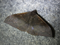 Ischyja manlia