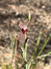 Calochilus gracillimus