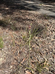 Calochilus gracillimus